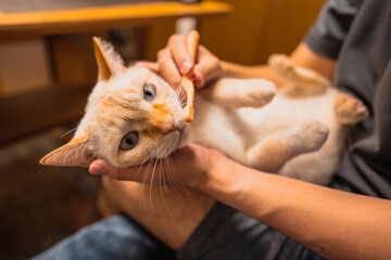 歯ブラシする猫
