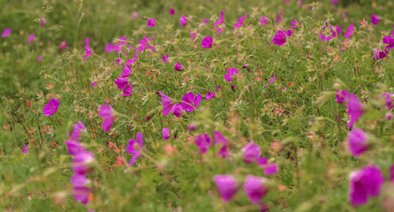 Obraz premium purple forest flowers gersnium pelargonium in the grass