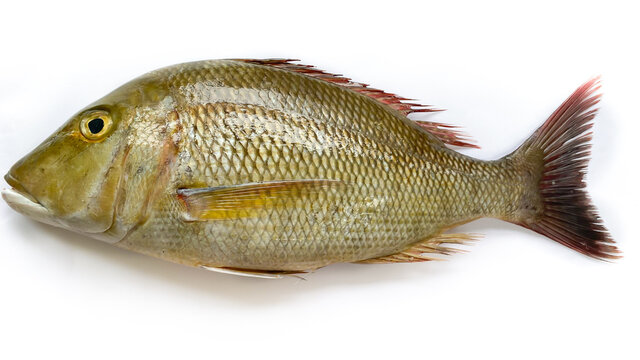 Top view of Fresh Emperor Fish isolated on a White Background.Selective focus.