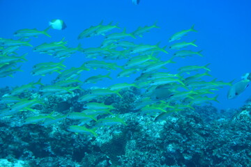 Fototapeta na wymiar 奄美大島 熱帯魚の群れ 2108 7655