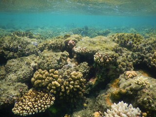 Off the coast of Egypt, the waters of the Red Sea are home to some of the most productive and...