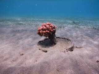 coral reef and fish assembly in shallow marine tropical environment © Michaela Holubová