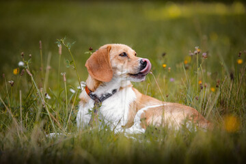 close up portrait of female crossbreed beagle dog with collar laying on grass and licking nose in...
