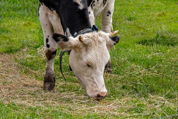 Vache Holstein au pré