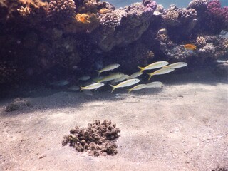 coral reef and fish assembly in shallow marine tropical environment © Michaela Holubová