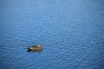 水辺・カモ