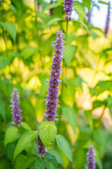 Huoxiang wild Chinese herbal medicine in the forest