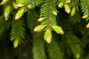 Fresh green needles of an European spruce, Picea abies growing in Estonian boreal forest. 