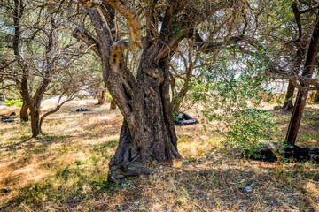 Plantation d'Oliviers