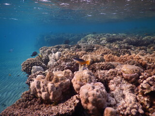Off the coast of Egypt, the waters of the Red Sea are home to some of the most productive and...