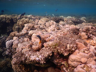 Off the coast of Egypt, the waters of the Red Sea are home to some of the most productive and...