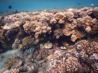 Off the coast of Egypt, the waters of the Red Sea are home to some of the most productive and...