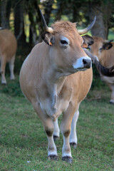 Naklejka na ściany i meble Aubrac breed cow in its meadow in Auvergne, Puy-de-Dome