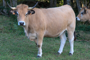 Aubrac breed cow in its meadow in Auvergne, Puy-de-Dome