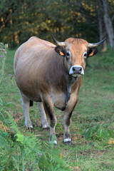 Naklejka na ściany i meble Aubrac breed cow in its meadow in Auvergne, Puy-de-Dome