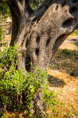 Plantation d'Oliviers