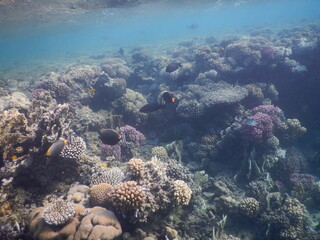 Off the coast of Egypt, the waters of the Red Sea are home to some of the most productive and...
