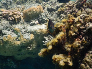 Off the coast of Egypt, the waters of the Red Sea are home to some of the most productive and...