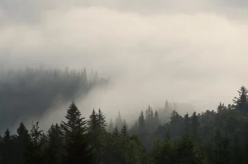 Papier Peint photo autocollant Forêt dans le brouillard fog in the mountains