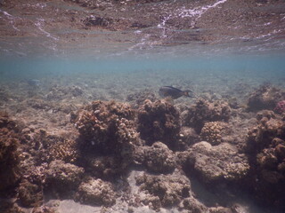 shallow coral reef in red sea egypt shalllow waters with visible surface © Michaela Holubová