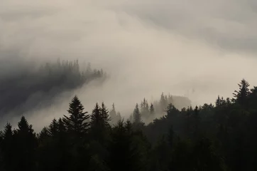 Photo sur Plexiglas Forêt dans le brouillard fog in the mountains