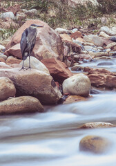 Obraz premium zion park life