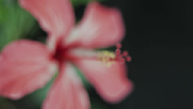 A full-blown hibiscus flower in close-up. Movement from blur to sharp image. Very soft focus. Macro