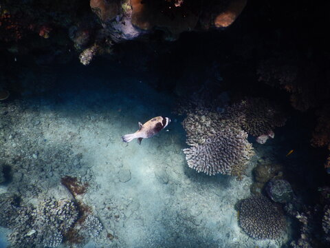 arothron diadematus masked puffer  pufferfish in the family Tetraodontidae  Body heavy, round; head large, blunt; snout short; nasal organ is a double tentacle Pufferfishes are very intelligent fish 