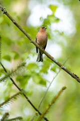 Adult male Common chaffinch, Fringilla coelebs perched and singing during spring evening in Estonian boreal forest. 
