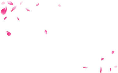 Pink Flower Petal Vector White Background.
