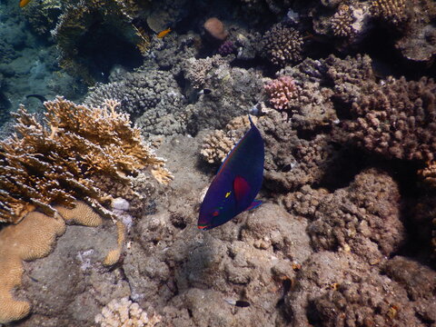 Scarus niger common names the swarthy parrotfish, dusky parrotfish and black parrotfish species of parrotfish. It is in the phylum Chordata class Actinopterygii, and family Scaridae. diving in red sea