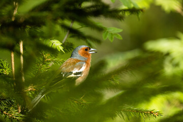 Adult male Common chaffinch, Fringilla coelebs perched and singing during spring evening in Estonian boreal forest. 