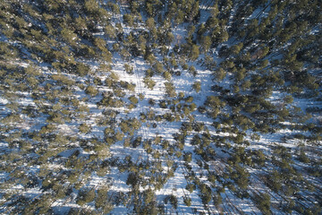 Natural winter forest background