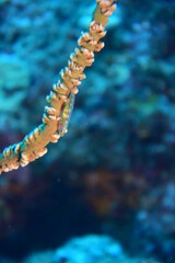 奄美大島 ガラスハゼ
2108 7740