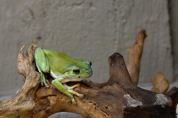 Australian green tree frog on leaf, dumpy frog on branch, animal closeup, amphibian closeup
