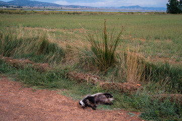 An European badger (Meles meles) lies dead on the ground near a road at Gallocanta Lake, Aragon...