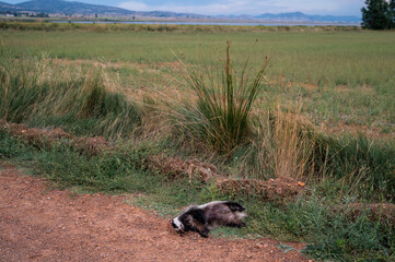 An European badger (Meles meles) lies dead on the ground near a road at Gallocanta Lake, Aragon Spain