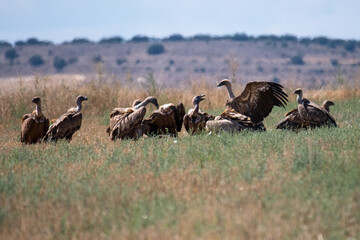 Naklejka na ściany i meble Griffon vultures (Gyps fulvus) fighting in a field near Gallocanta Lake, Aragon, Spain.