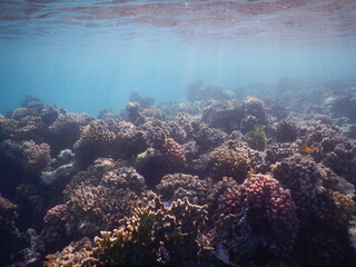 coral reef and sun beams in red sea egypt © Michaela Holubová