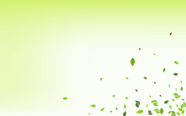 Fototapeta premium Swamp Leaves Forest Vector Green Background