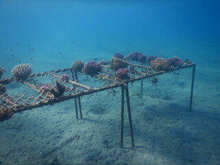 view from the sea building a coral reef restoration of coral reef inb red sea egypt  conservation © Michaela Holubová