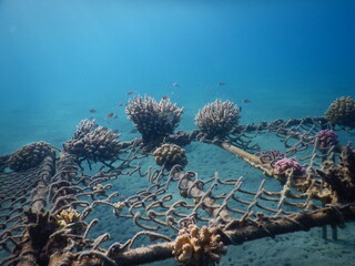 restoration of coral reef in egypt red sea fence construction as a base © Michaela Holubová