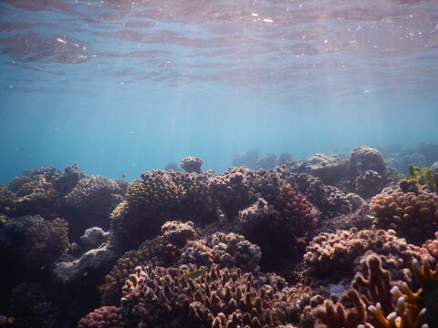 Coral Reef In The Red Sea Anthozoa Species Animals In Lighr From Sun