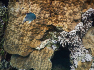 coral reef and fish assembly in shallow marine tropical environment © Michaela Holubová