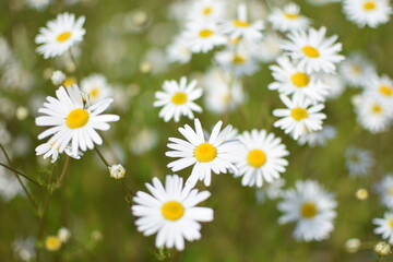 Floral background. Photography of chamomile. Camomile field. Chamomile background. Postcard.