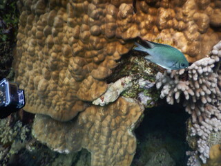 coral reef and fish assembly in shallow marine tropical environment © Michaela Holubová