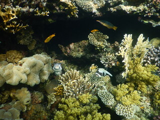coral reef and fish assembly in shallow marine tropical environment © Michaela Holubová