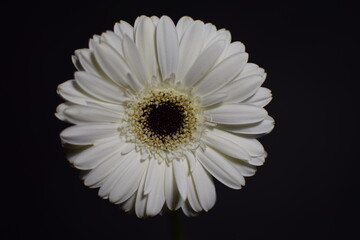 flower, petals on a black background