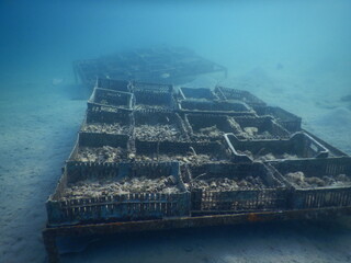 how to build a coral reef revitalization of the reef