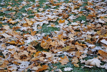 Autumn closeup photo of a yellow frosted maple leaf lying on green and yellow grass with hoarfrost
